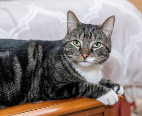 close up grey striped tabby cat with white chest and paws on cedar chest starring at camera                  