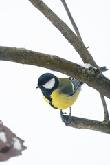 Obraz premium A little tit sits on a tree branch and looks into the frame, against a background of snow