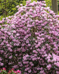 Obraz premium Rhododendron bush blooming pink flowers in spring garden