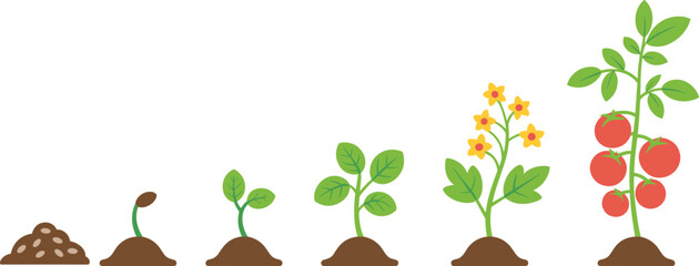 Tomato plant growth stages, seed to fruit, cartoon biology illustration, agricultural life cycle, educational nature graphic, farming development concept © Creative Art