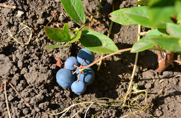 a close up of Ripe Blueberries on Garden Soil copy space
