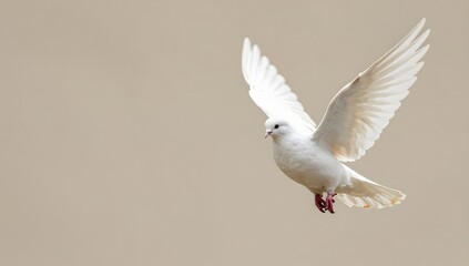 Fototapeta premium White dove gracefully soars against a neutral backdrop in a serene display of freedom