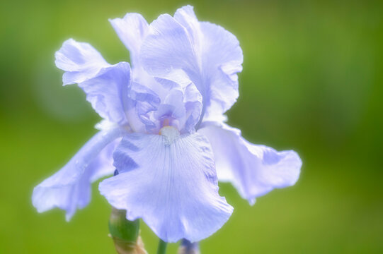blue iris flower