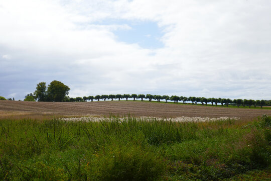 Festoon avenue at Bothmer Castle in Kl&uuml;tz