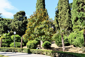 Obraz premium Summer landscape. Cypresses and magnolias in a city park on a summer day.