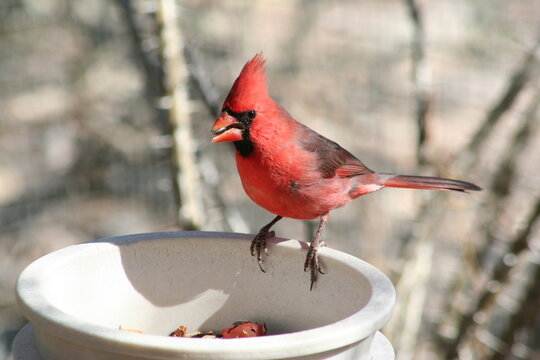 A northern cardinal at a local zoo