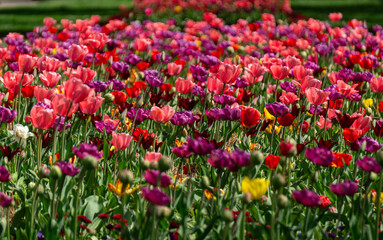 Fototapeta premium Bright tulip flowerbed in the spring garden