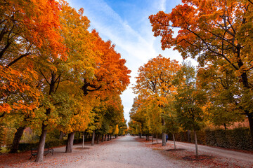 Obraz premium Autumn foliage in Schonbrunn park, Vienna, Austria