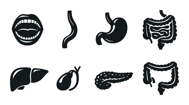 Digestive system icons set with mouth and intestines