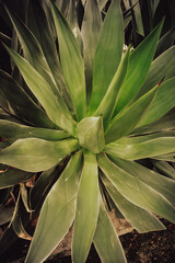 Fototapeta premium Realistic overhead photograph of a tropical plant with green leaves arranged in a rosette, featuring natural geometric shapes and detailed textures. Authentic shot, not generated by AI.