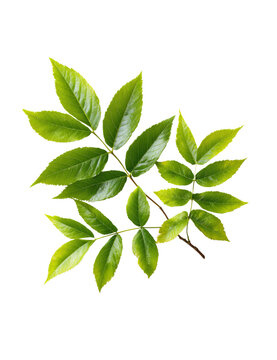 A single green ash tree branch with multiple leaves isolated on a transparent background green ash branch