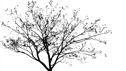 Fototapeta premium Bare Tree Silhouette Against White Background