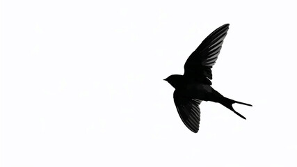 Fototapeta premium Swallow Silhouette Soaring Against White Background