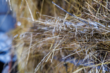 Close-up of Golden Hay and Dry Straw Partially Covered with Fresh Winter Snow, Agricultural Background Showing Forage Storage in Cold Weather