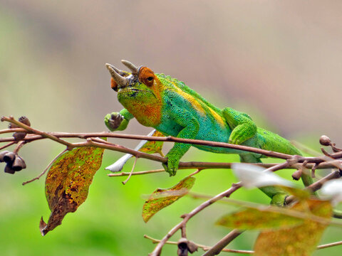 OUGANDA, safari et randonn&eacute;e en Afrique. Randonn&eacute;e au pied du mont Ruwenzori, gros plan sur le cam&eacute;l&eacute;on &agrave; trois cornes