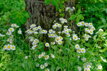 Fleabane wildflowers in bloom