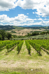 Naklejka premium Tuscan vineyard rows growing in rolling hills landscape