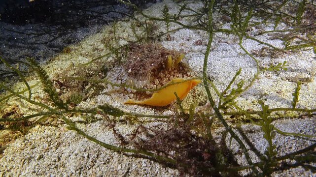 Umbraculum nudibranch  - Deep sea life 