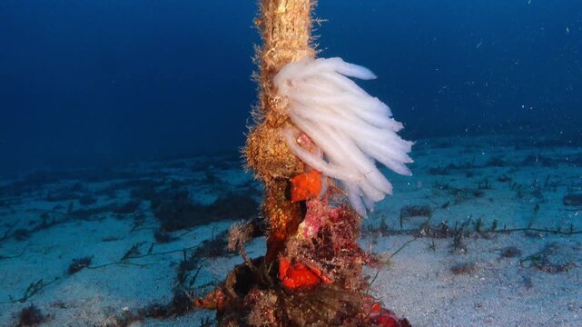 Deep scuba diving - Squid egg laying at the bottom