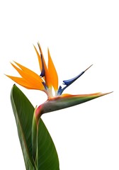 Bird of Paradise Flower Isolated on White, Tropical Plant, Exotic Bloom