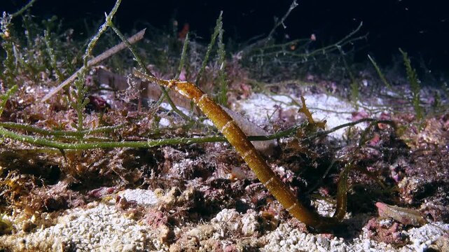 Pipefish closeup - Deep sea life 