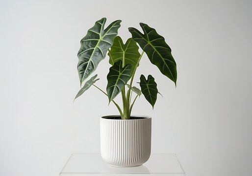 Alocasia Polly Plant in White Pot, Indoor Greenery, Decorative Houseplant on White Background
