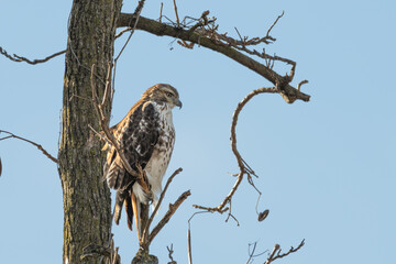 Red-tailed hawk perched in a tree.