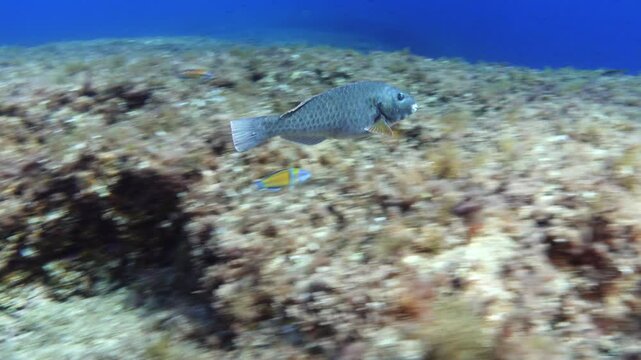 Grey parrot fish (Sparisoma cretense) - Scuba diviing in Majorca