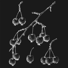 Set ripe small paradise apples. Hand drawn vector illustration.