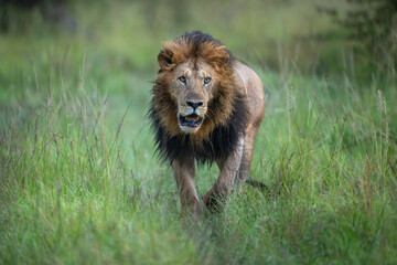 Obraz premium Male lion approaches camera through long grass