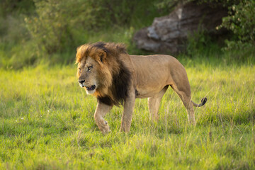 Obraz premium Male lion walks across grass near rocks