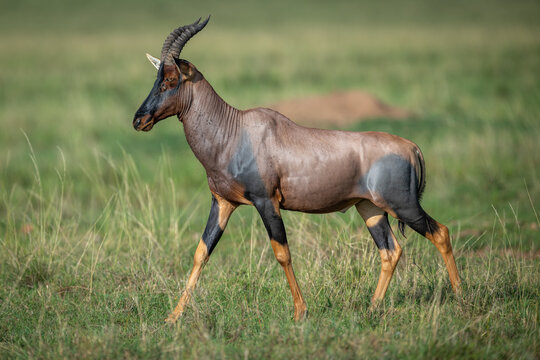 Male topi walks across grass in sunshine