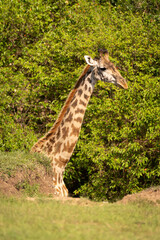 Obraz premium Masai giraffe standing half-hidden by grassy bank