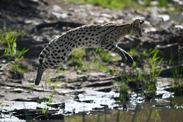 Naklejka premium Serval jumping over stream from rocky bank