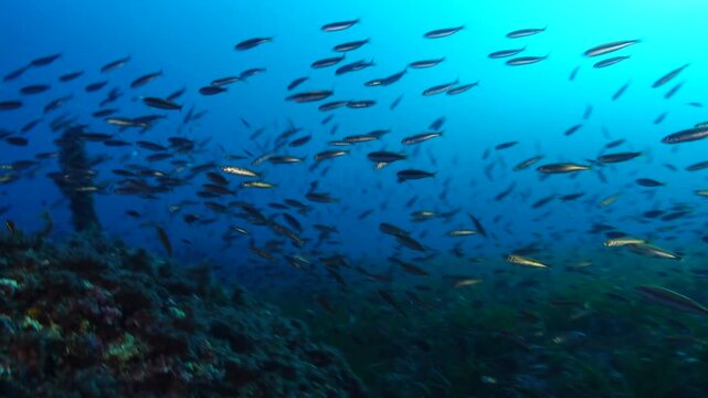 Boops boops fish shoal and a little grouper fish