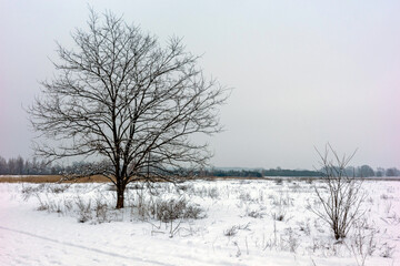 Obraz premium A solitary leafless tree stands in a vast, snow-covered field under a misty winter sky
