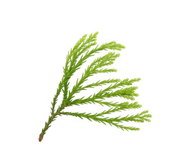 Fresh branch of Japanese cedar or Cryptomeria japonica isolated on white background