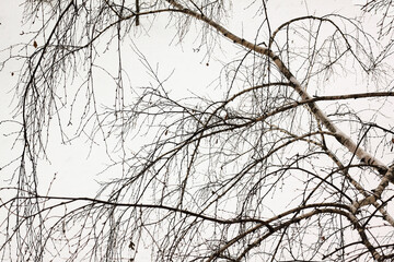 Obraz premium Young birch with black and white bark in winter