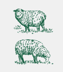 Sheep sketches, set of illustrations, hand-drawn vector © aksol