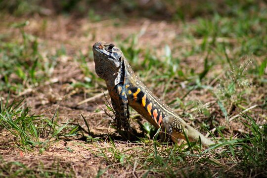 Colorful lizard standing alert on grass in Thailand, Koh Bulon, showcasing tropical wildlife and natural reptile behavior.