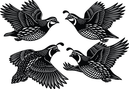 Black and white stylized quail illustration showing four birds in flight, symmetrical decorative design ideal for folk art, tattoo, textile, or vintage wildlife prints