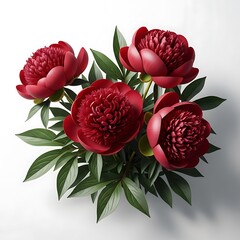 A bouquet of vibrant red peonies with lush green leaves on a white background