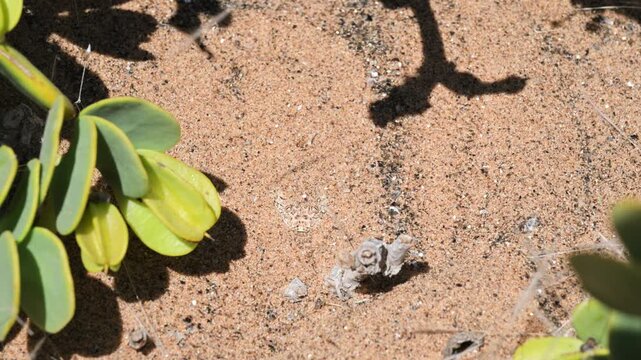  viper hidden in the sand,  Peringuey adder buries itself in the sand, viper, Bitis preinguey, Peringuey desert adder, desert sidewinding adder, Namibia,  southern Angola, desert, sand,  Namib desert