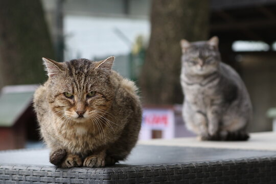 Colonia felina