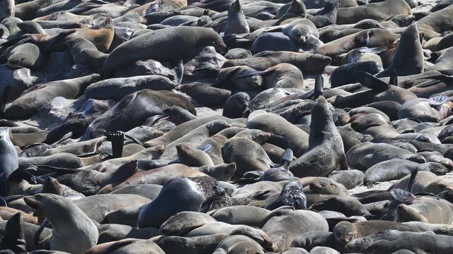 large group of Cape Fur Seal at Cape Cross, zoom, sea animal, animal, sea life, animal wildlife, nature , cape fur seal, colony,  fur seal, beach, Arctocephalus pusillus, cape cross, seal, Swakopmund,