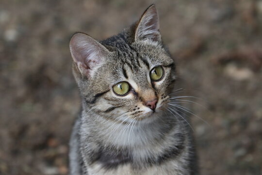 Colonia felina