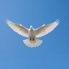 Obraz premium Dove in Flight - A Symbol of Peace and Freedom.