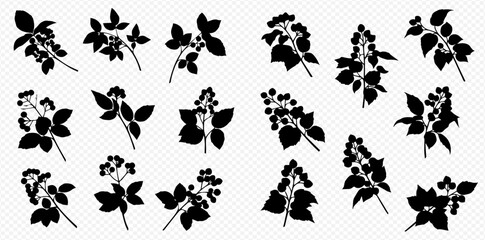 Collection of black silhouettes of branches with leaves and berries, isolated on white background. © Akun