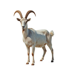 Obraz premium White Goat With Curved Horns Standing in Front of a Plain Background During Daylight Hours
