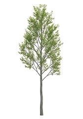 Isolated Tree on White Background - Deciduous Green Leaves Nature